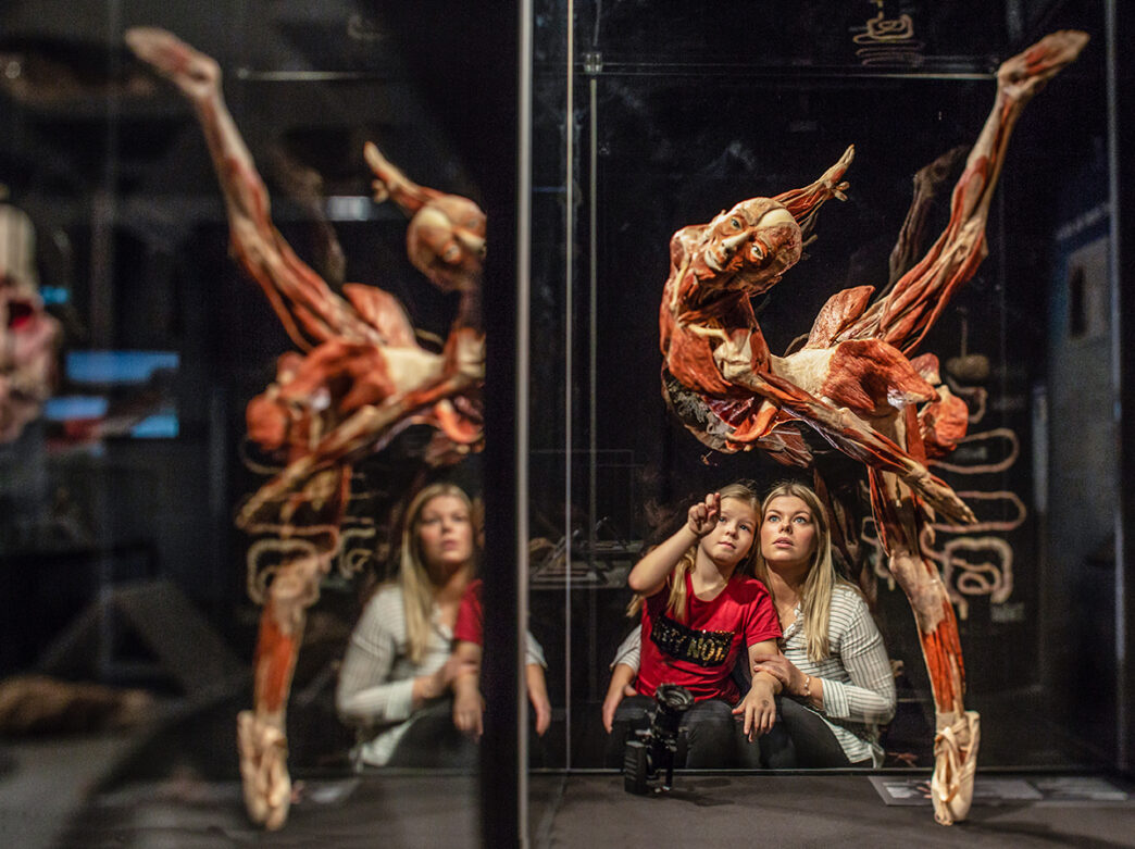 An adult and child look up at a human body preserved through plastination. The body is displayed standing on one leg doing a ballet pose while wearing a ballet shoe.