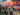 People walk through the exhibit hall at the Philadelphia Flower Show. Pink and orange flower arrangements hang from the ceiling.