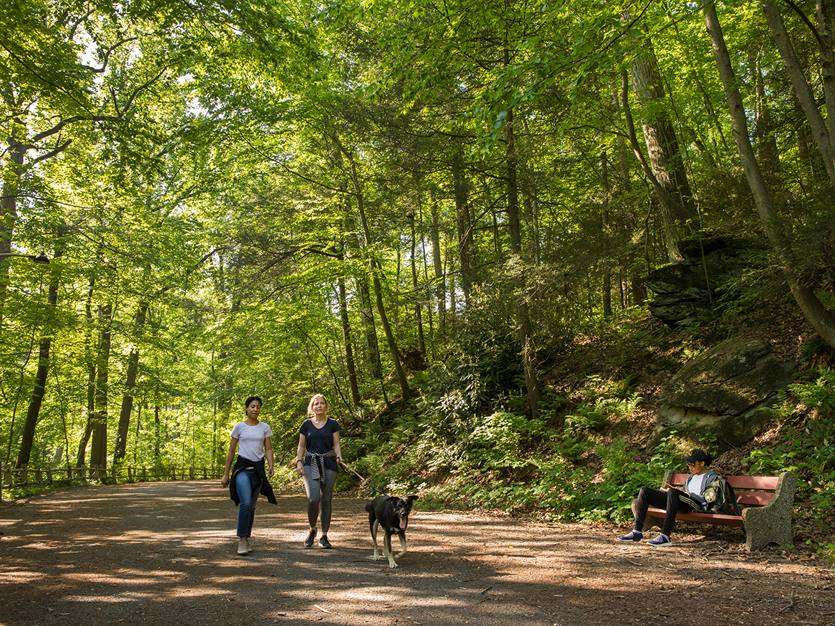 Two women walk along a dirt trail while walking a large brown dog. Tall green trees line the walking path and provide shade.