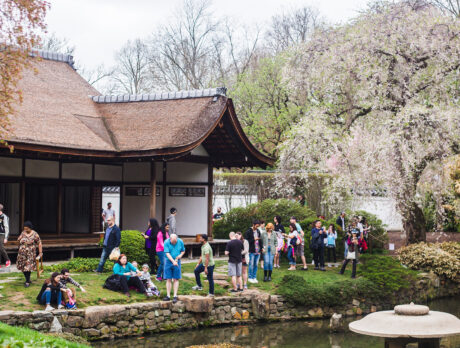 Visitors gather around Shofuso Japanese House and Garden in Philadelphia, admiring the cherry blossoms and enjoying the serene pondside setting during the annual Cherry Blossom Festival.