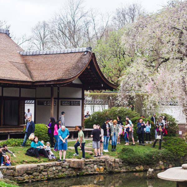 Visitors gather around Shofuso Japanese House and Garden in Philadelphia, admiring the cherry blossoms and enjoying the serene pondside setting during the annual Cherry Blossom Festival.