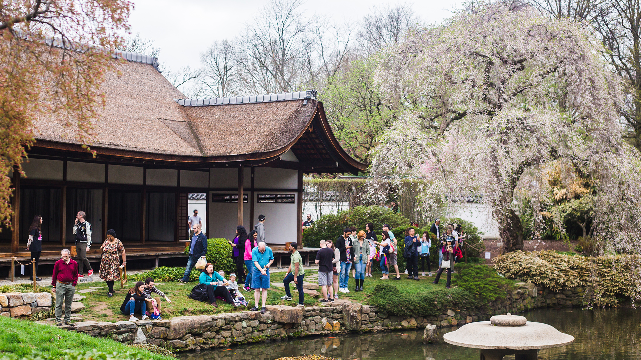 Cherry Blossom Festival