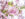 A close-up of delicate pink cherry blossoms in full bloom, set against a soft, blurred background of branches and sky.