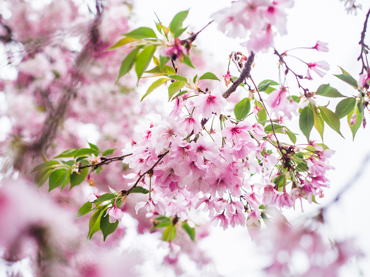 A close-up of delicate pink cherry blossoms in full bloom, set against a soft, blurred background of branches and sky.