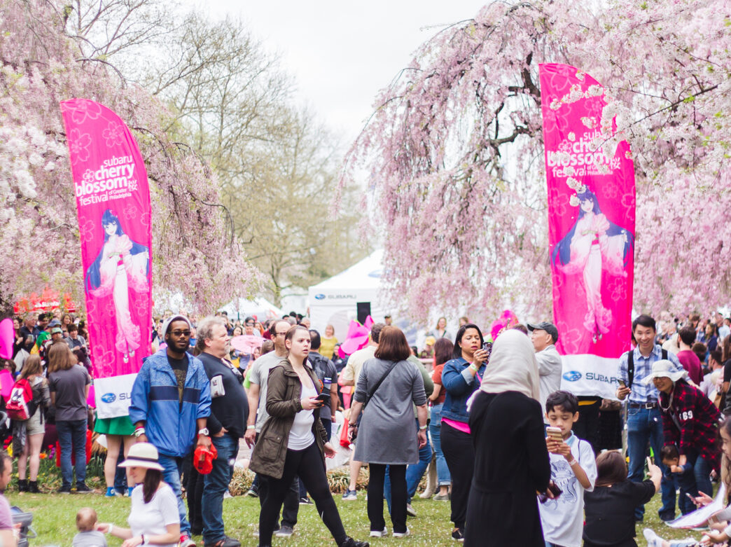 Crowds of people walk through and take photos at the Cherry Blossom Festival in Philadelphia. Light pink cherry blossom trees bloom and pink festival signs are displayed.