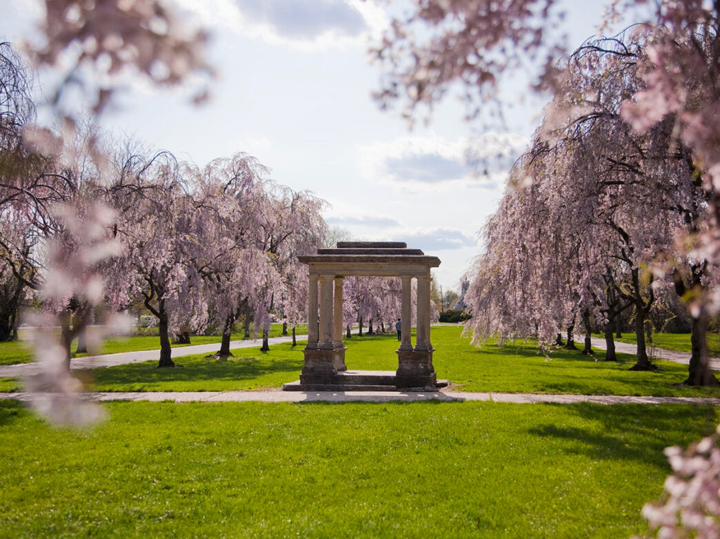 Cherry blossom trees blooms with light pink flowers in Fairmount Park. A stone gazebo sits in the middle of a grassy lawn surrounded by the trees.