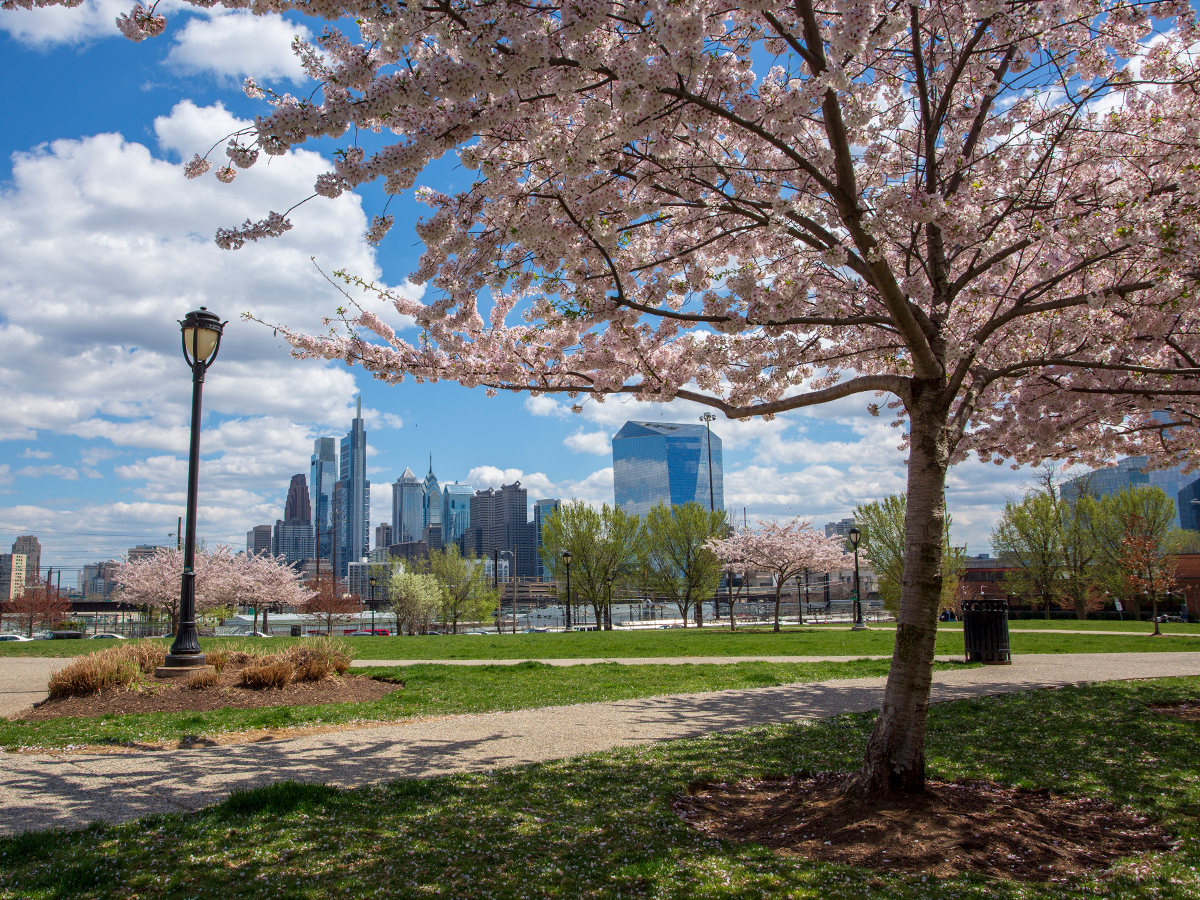 A cherry blossom tree blooms with light pink flowers in Drexel Park. From the park, there is a clear view of the Philadelphia skyline in the distance.