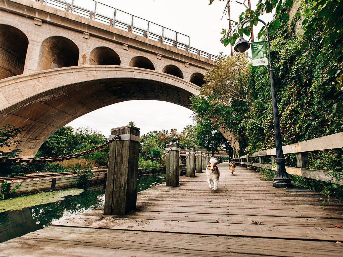 Two dogs run toward the camera on an elevated boardwalk that rungs alongside the canal in Manayunk.