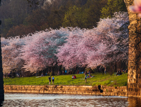 Pink blooming cherry blossom trees line the Schuylkill River in Philadelphia. People stand in the grassy lawn under the trees.