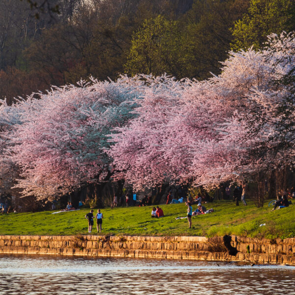 Pink blooming cherry blossom trees line the Schuylkill River in Philadelphia. People stand in the grassy lawn under the trees.