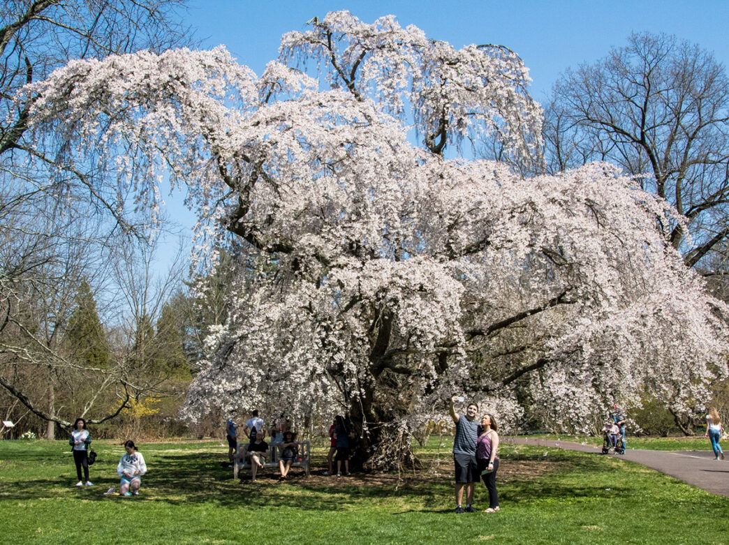 Two people stand under a blooming cherry blossom tree at Morris Arboretum & Gardens to take a selfie. Other people walk on a paved walkway or sit under the tree.