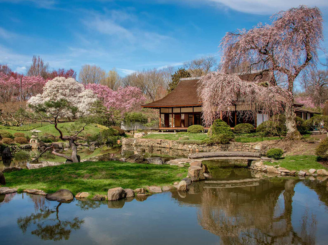 Image d'une maison, d'un étang et d'un jardin au centre culturel japonais Shofuso, entourés de cerisiers roses en fleurs et d'herbe verte.