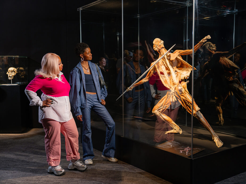 A real human body is posed as a javelin thrower showcasing the human muscular skeletal system. The specimen is displayed in a glass case and two visitors admire it.
