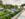 People walk through the Main Fountain Garden at Longwood Gardens. Green shrubs line the pathways between the spraying fountains.