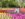 A woman wearing jeans and a white top walks through a garden of purple, pink and yellow tulips at Longwood Gardens.