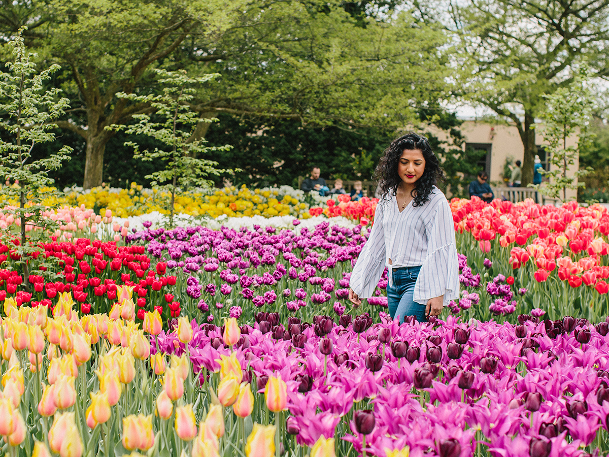 Uma mulher vestindo jeans e uma blusa branca caminha por um jardim de tulipas roxas, rosa e amarelas na Longwood Gardens.