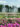 Fountains shoot water into the air above a grand formal garden at Longwood Gardens, framed by pink flowers in the foreground and lush trees in the background.