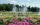Des fontaines projettent de l'eau dans l'air au-dessus d'un grand jardin à la française à Longwood Gardens, encadré par des fleurs roses au premier plan et des arbres luxuriants à l'arrière-plan.