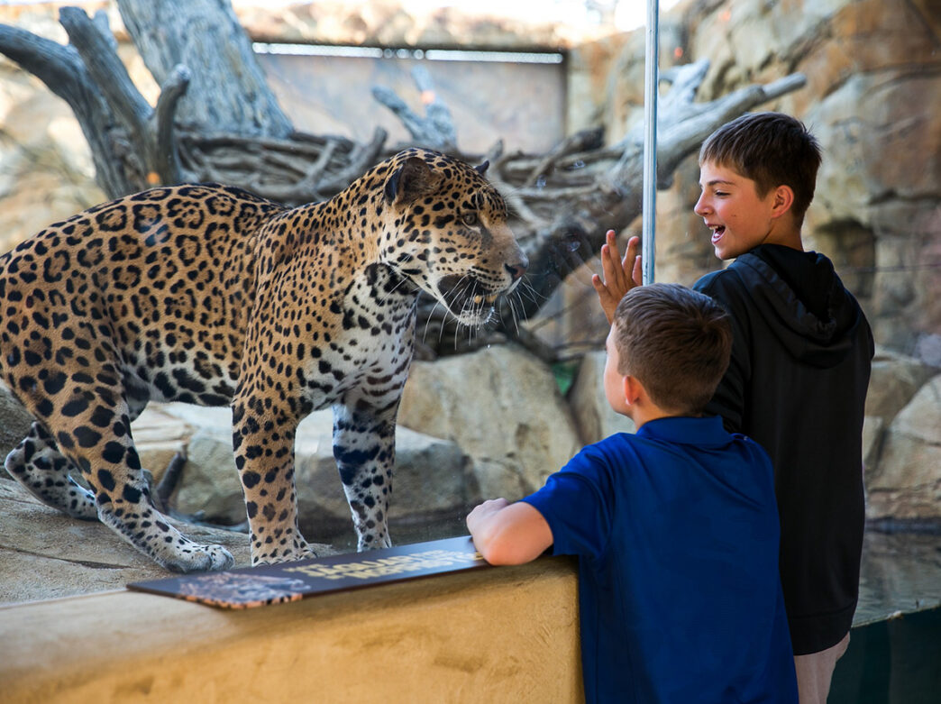 Duas crianças olham para um leopardo em um fechamento de vidro no Elmwood Park Zoo.
