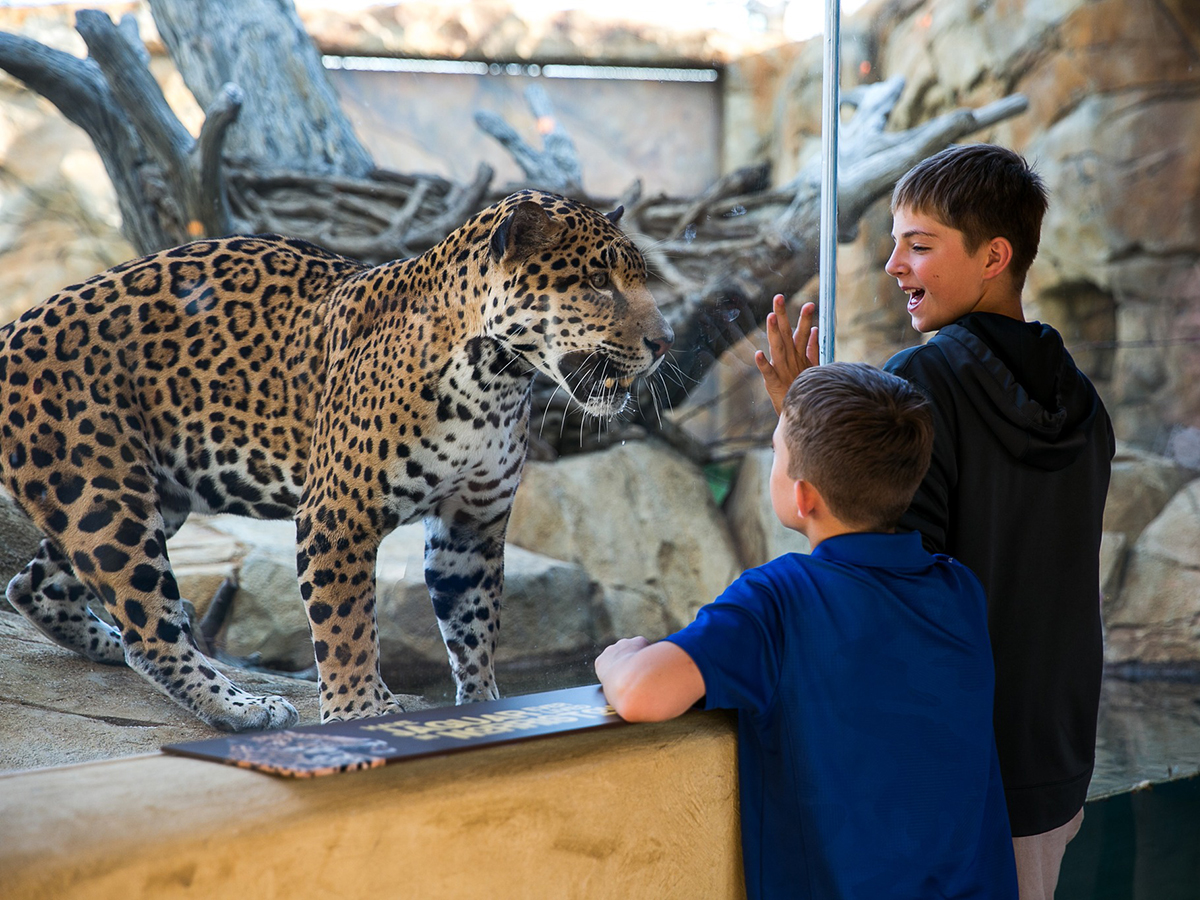 Two kids look at a leopard within a glass closure at the Elmwood Park Zoo.