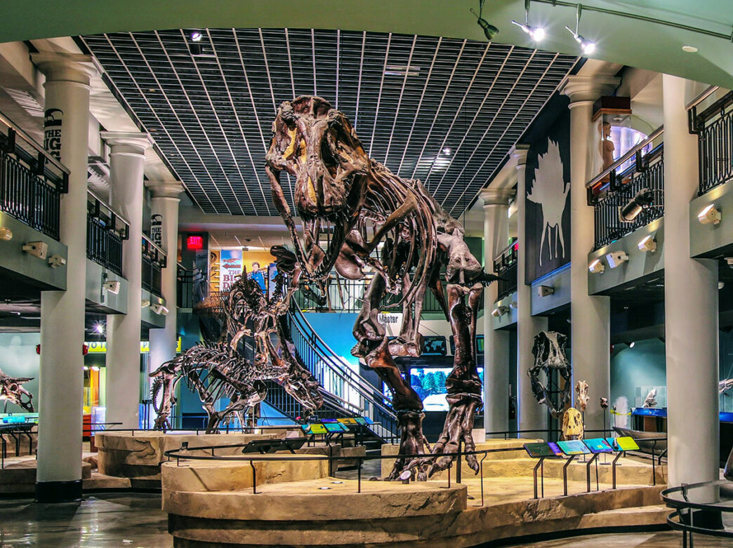 Un gran esqueleto de tiranosaurio rex se exhibe en el centro de una exposición en The Academy of Natural Sciences.