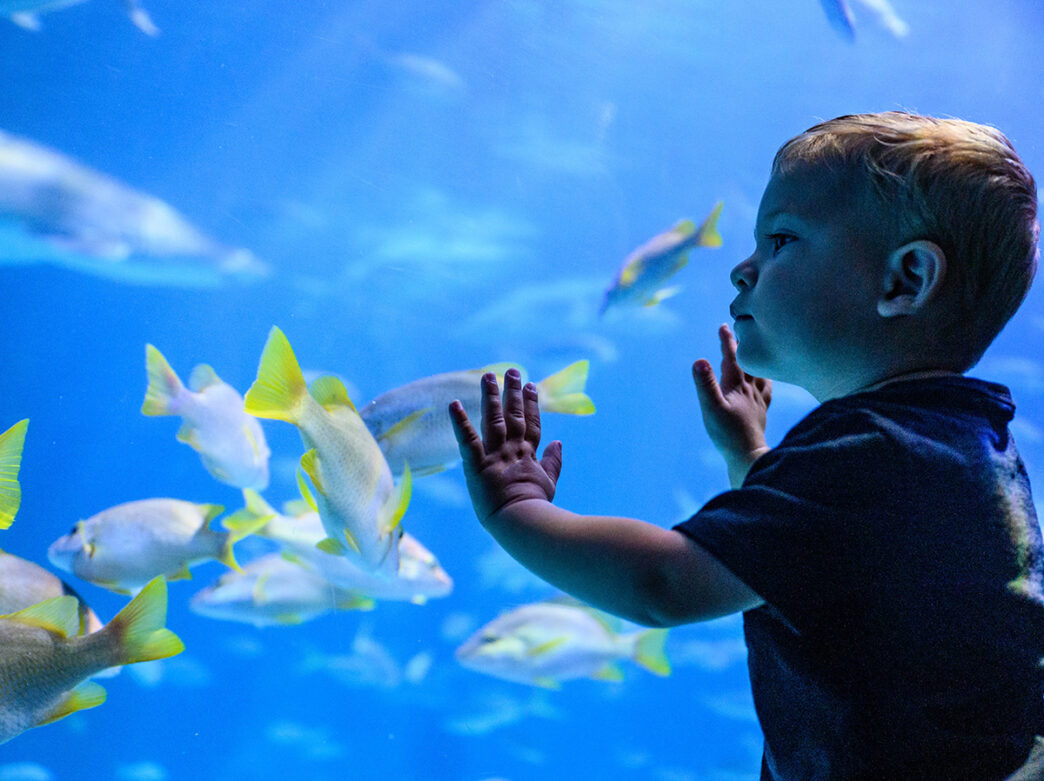 A young children presses their hands against the glass of a large fish tank at Adventure Aquarium. Fish with bright green tails and fins swim in the tank.