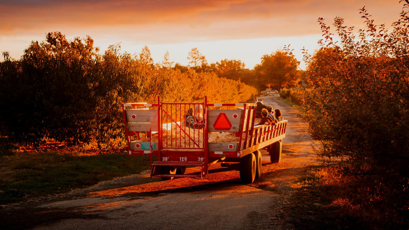 A tractor-pulled hayride wagon carries families down a farm path at sunset, with golden light illuminating the surrounding trees.