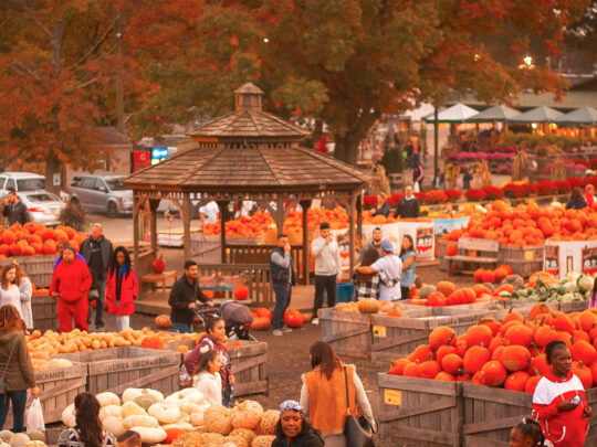 Crowds browse rows of pumpkins and gourds at Linvilla Orchards' Pumpkinland, with a wooden gazebo at the center and autumn foliage framing the scene.