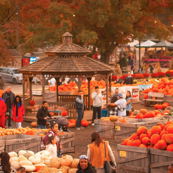 Crowds browse rows of pumpkins and gourds at Linvilla Orchards' Pumpkinland, with a wooden gazebo at the center and autumn foliage framing the scene.