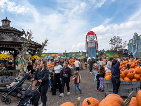 Families walk around and pick out pumpkins from large crates at Pumpkinland at Linvilla Orchards.