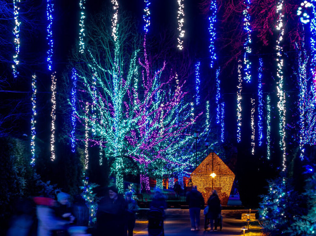 Visitors stroll through a dazzling outdoor light display at Longwood Gardens, surrounded by trees wrapped in blue, purple and white lights.