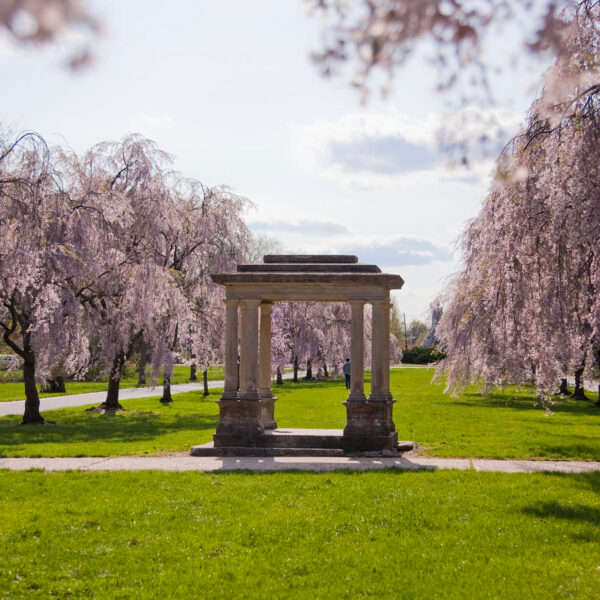 A stone gazebo stands in a lush green field, surrounded by cascading pink cherry blossom trees in full spring bloom.