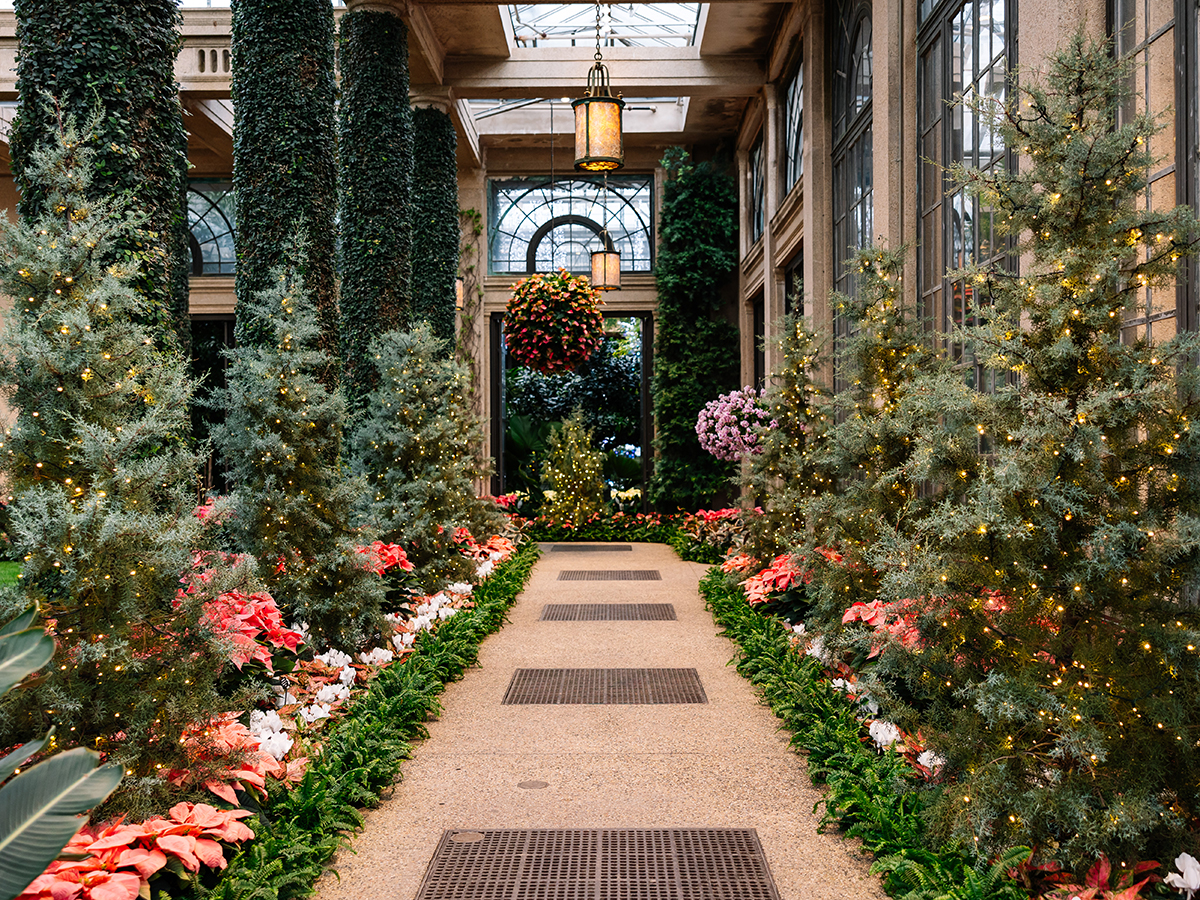 A walkway lined with evergreens, poinsettias and hanging lanterns inside the Main Conservatory at Longwood Gardens.