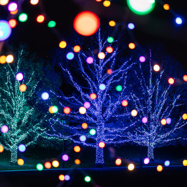 Brightly lit trees glow in purple, blue and green, framed by strands of colorful bulbs, glow against the dark sky.