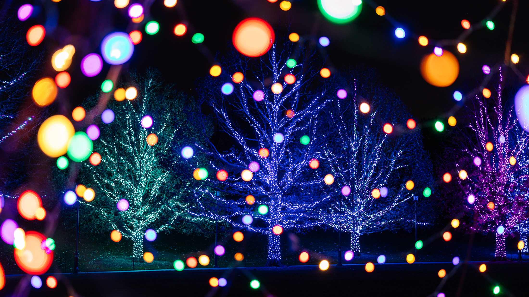 Brightly lit trees glow in purple, blue and green, framed by strands of colorful bulbs, glow against the dark sky.