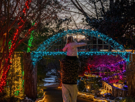 A child sitting on an adult's shoulders points towards a miniature train crossing a bridge covered with blue holiday lights at Morris Arboretum.