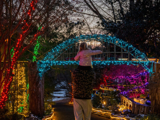 A child sitting on an adult's shoulders points towards a miniature train crossing a bridge covered with blue holiday lights at Morris Arboretum.