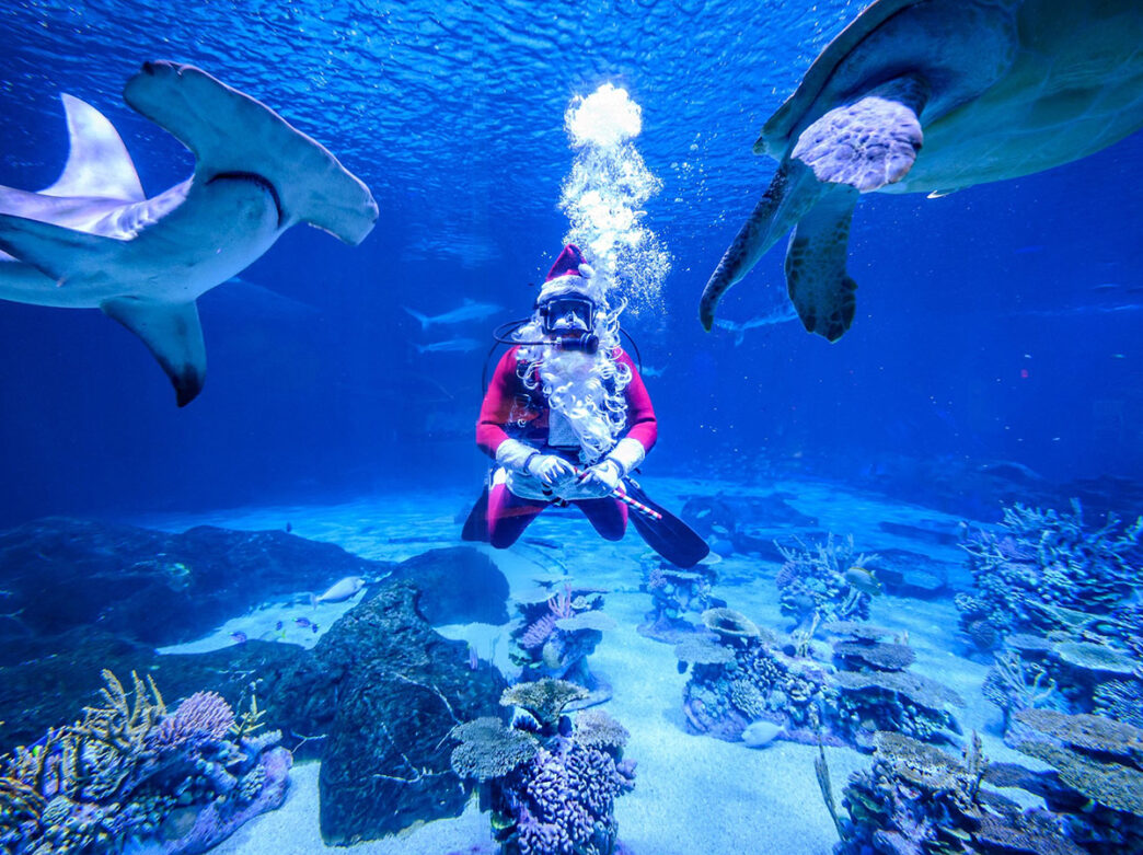A scuba diver dressed as Santa swims underwater in an aquarium tank, surrounded by a shark and sea turtle.