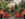 Une serre conservatoire est remplie de plantes tropicales luxuriantes et de fleurs de Noël rouge vif, avec un arbre de Noël décoré et des décorations entourant une fontaine centrale.