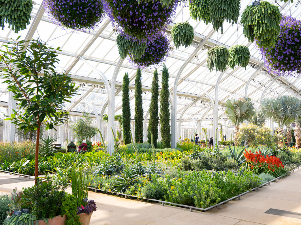 The inside of bright glass conservatory filled with lush plants, colorful flowers, and hanging baskets of greenery and purple blooms.