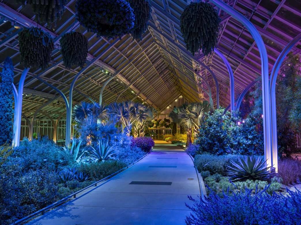 A glass conservatory glows with blue and purple lighting at night, illuminating lush plants and a wide walkways lined with palms and hanging greenery.