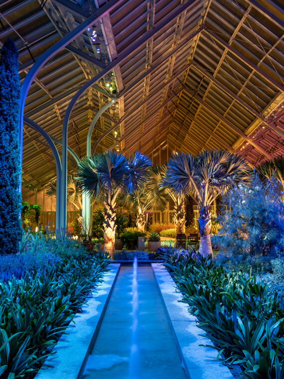 A glass conservatory glows with blue, pink and yellow lighting at night, illuminating lush plants, palms and hanging greenery.
