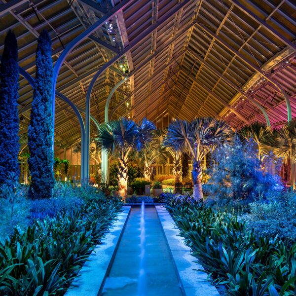 Un jardin d'hiver en verre s'illumine de bleu, de rose et de jaune la nuit, mettant en valeur les plantes luxuriantes, les palmiers et la verdure suspendue.
