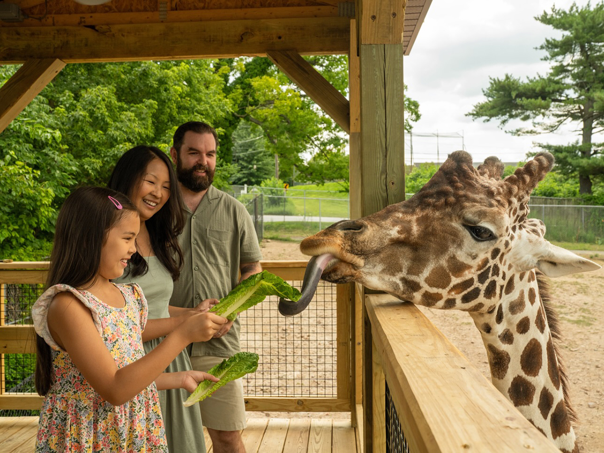 A young girl feeds lettuce to a giraffe from a wooden viewing platform at Elmwood Park Zoo while two adults smile beside her.