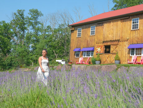 A person walks through fields of purple lavender at the Peace Valley Lavender Farm in Bucks County, Pennsylvania