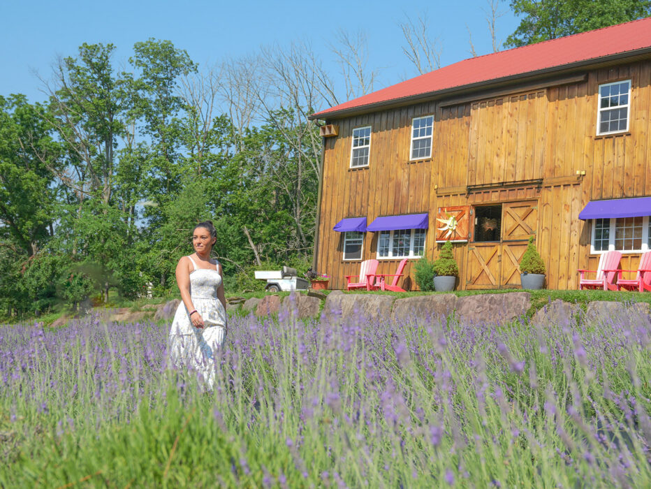 A person walks through fields of purple lavender at the Peace Valley Lavender Farm in Bucks County, Pennsylvania