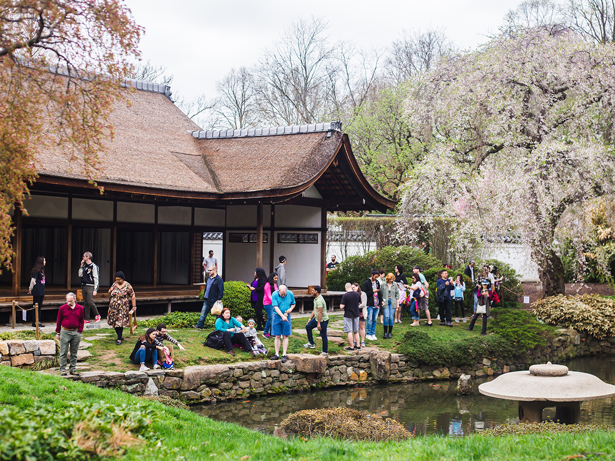 Les visiteurs se rassemblent autour de la maison et du jardin japonais Shofuso à Philadelphie, admirant les cerisiers en fleurs et profitant du cadre serein au bord de l'étang pendant le festival annuel des cerisiers en fleurs.