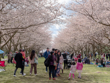 Crowds stroll and picnic beneath rows of blooming pink cherry blossom trees during the Subaru Cherry Blossom Festival.