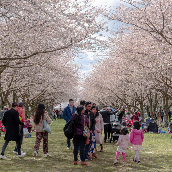 Crowds stroll and picnic beneath rows of blooming pink cherry blossom trees during the Subaru Cherry Blossom Festival.