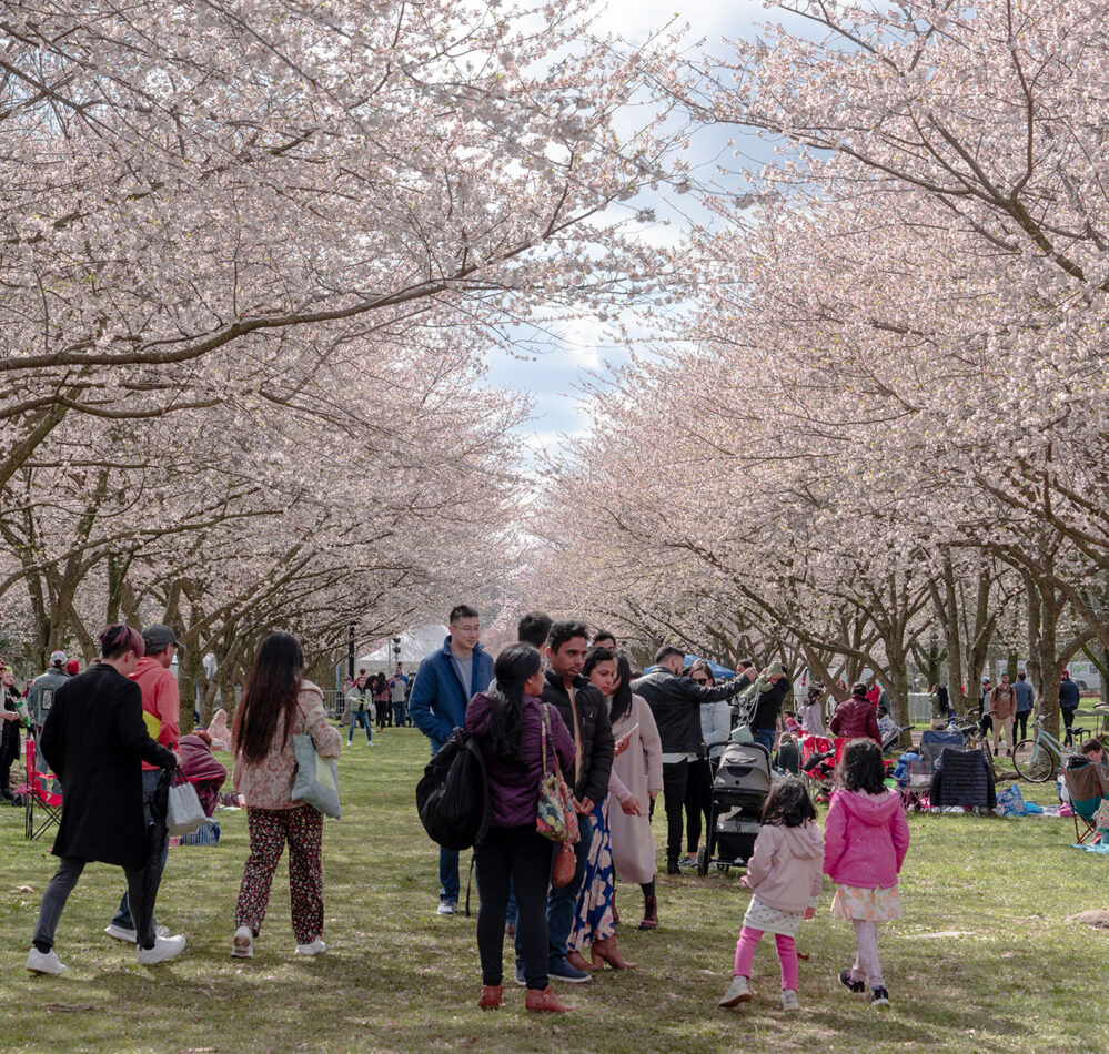 2026 Philadelphia Cherry Blossom Festival: What's New | Visit Philadelphia